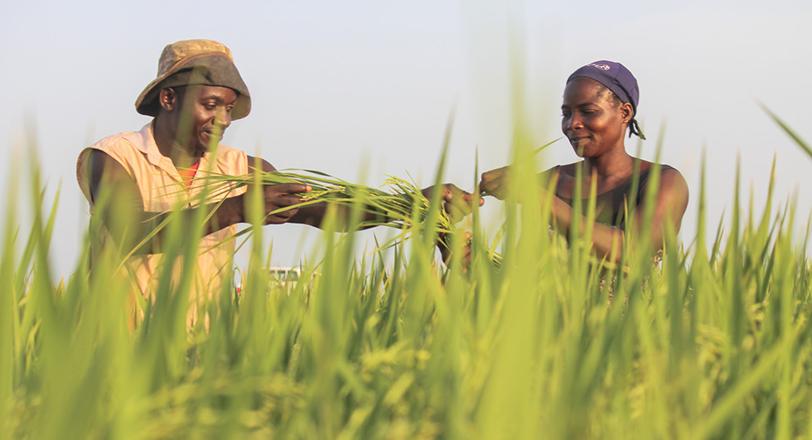 Man and woman in rice paddy in 尼日利亚 working together